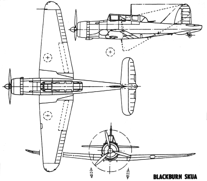 Skua drawing