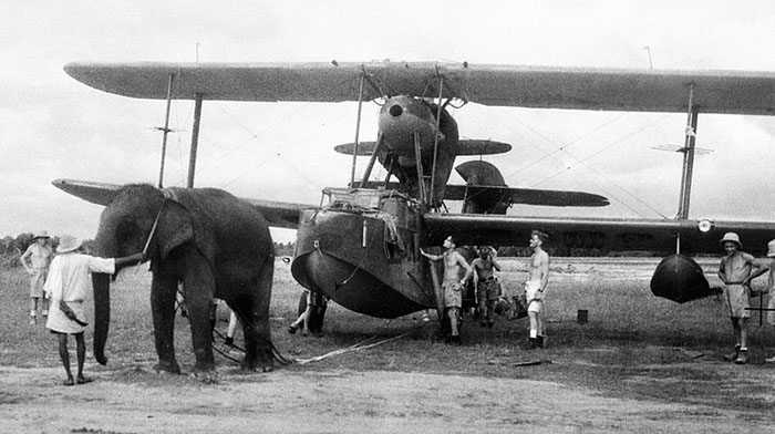 An elephant pulling a Supermarine Walrus Fleet Air Arm station India June 1944